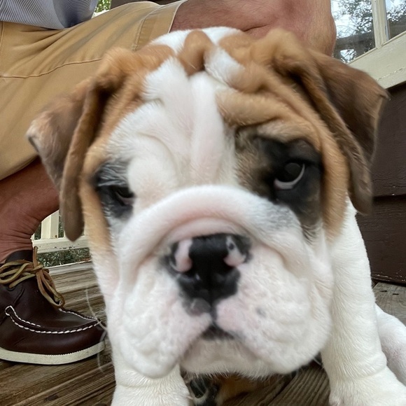 UGA Coaster-Signature red and black with a touch of silver for silver britches - Picture 4 of 4